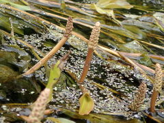 Potamogeton illinoensis