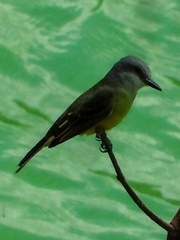 Tyrannus melancholicus