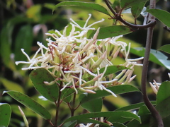 Anodendron benthamiana
