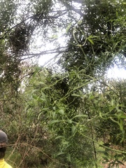 Clematis microphylla microphylla