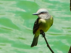Tyrannus melancholicus