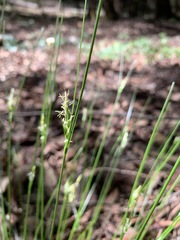 Carex multicaulis