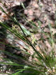 Carex multicaulis