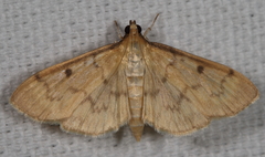 Herpetogramma fluctuosalis