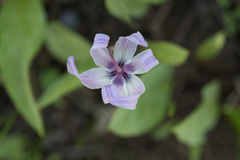 Erythronium hendersonii