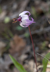 Erythronium hendersonii