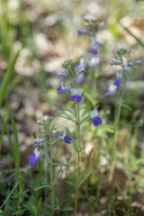 Collinsia linearis