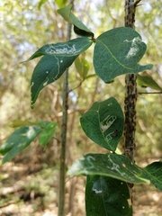Cephalotes umbraculatus