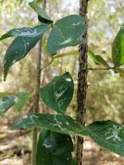 Cephalotes umbraculatus
