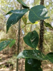 Cephalotes umbraculatus