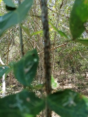 Cephalotes umbraculatus