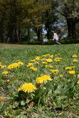 Taraxacum platycarpum