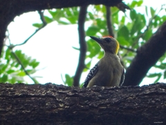 Melanerpes hoffmannii