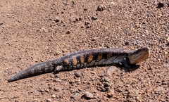 Tiliqua scincoides intermedia