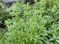 Galium spurium