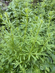 Galium spurium