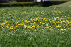 Taraxacum platycarpum