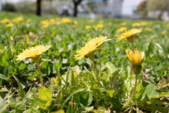 Taraxacum platycarpum