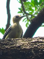 Melanerpes hoffmannii