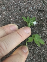 Phacelia ranunculacea