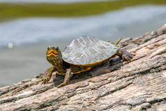 Graptemys geographica