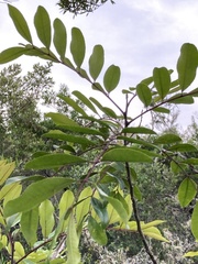 Zanthoxylum rhoifolium
