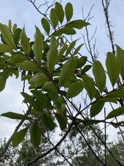 Zanthoxylum rhoifolium