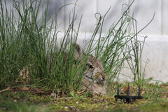 Sylvilagus floridanus