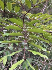 Zanthoxylum rhoifolium