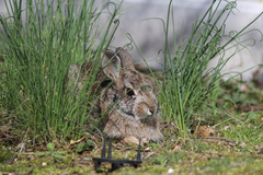 Sylvilagus floridanus