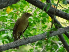 Turdus grayi