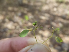 Euphorbia humayensis