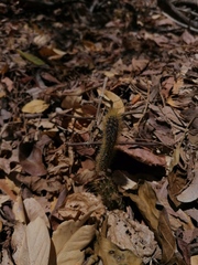 Acanthocereus hesperius