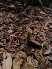 Acanthocereus hesperius