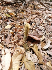 Acanthocereus hesperius