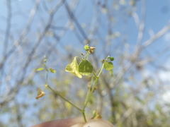 Euphorbia humayensis