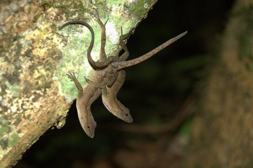 Lesser Scaly Anole