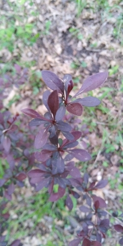 Berberis thunbergii