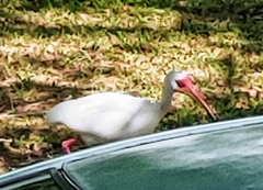 Eudocimus albus