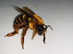 Xylocopa myops