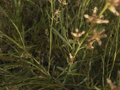 Baccharis spicata
