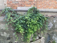 Reynoutria multiflora