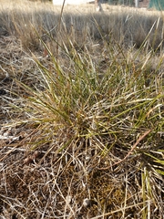 Lomandra densiflora