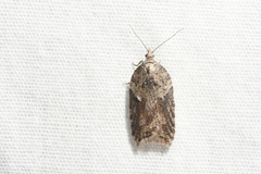 Acleris pulverosana