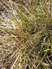 Lomandra densiflora