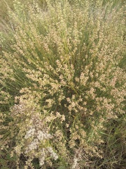 Baccharis spicata