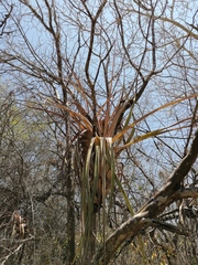 Tillandsia huamelulaensis