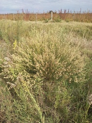 Baccharis spicata