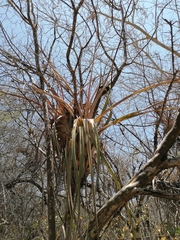 Tillandsia huamelulaensis