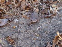 Phrynosoma braconnieri